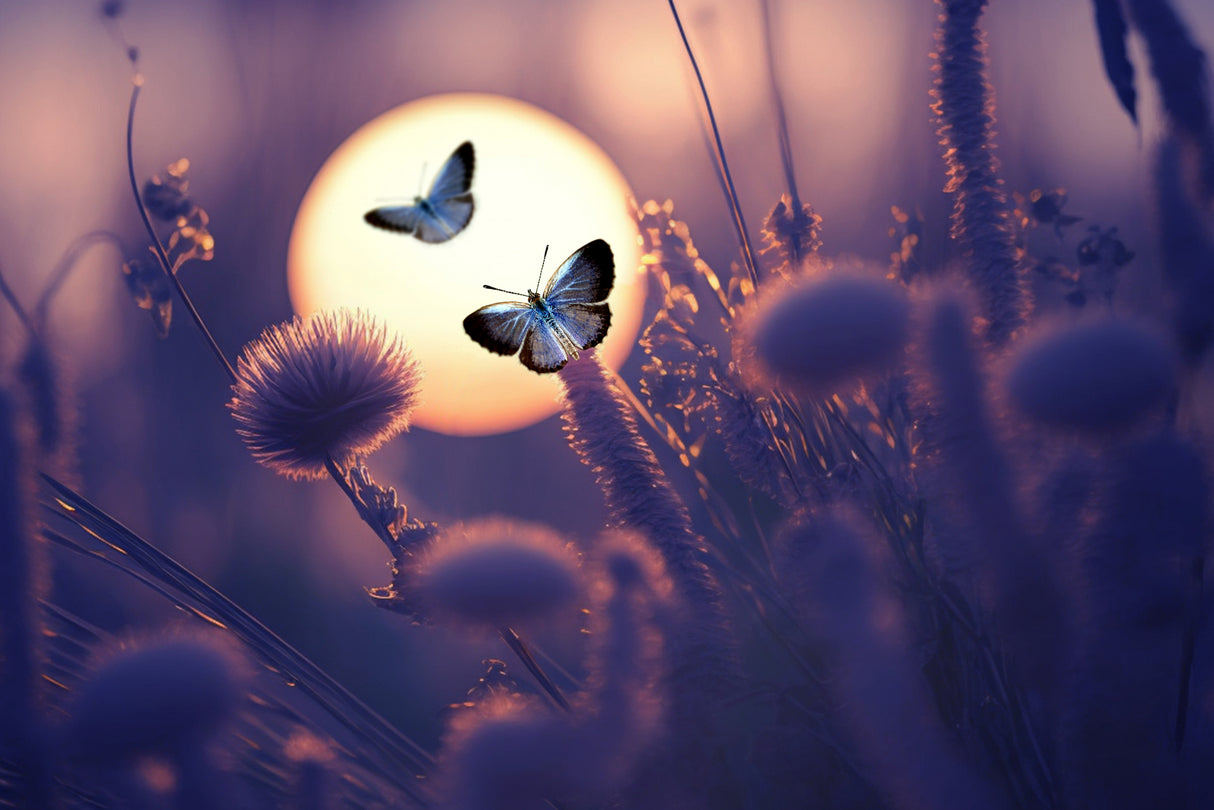 Believe You Can Fly Poster och Canvastavla