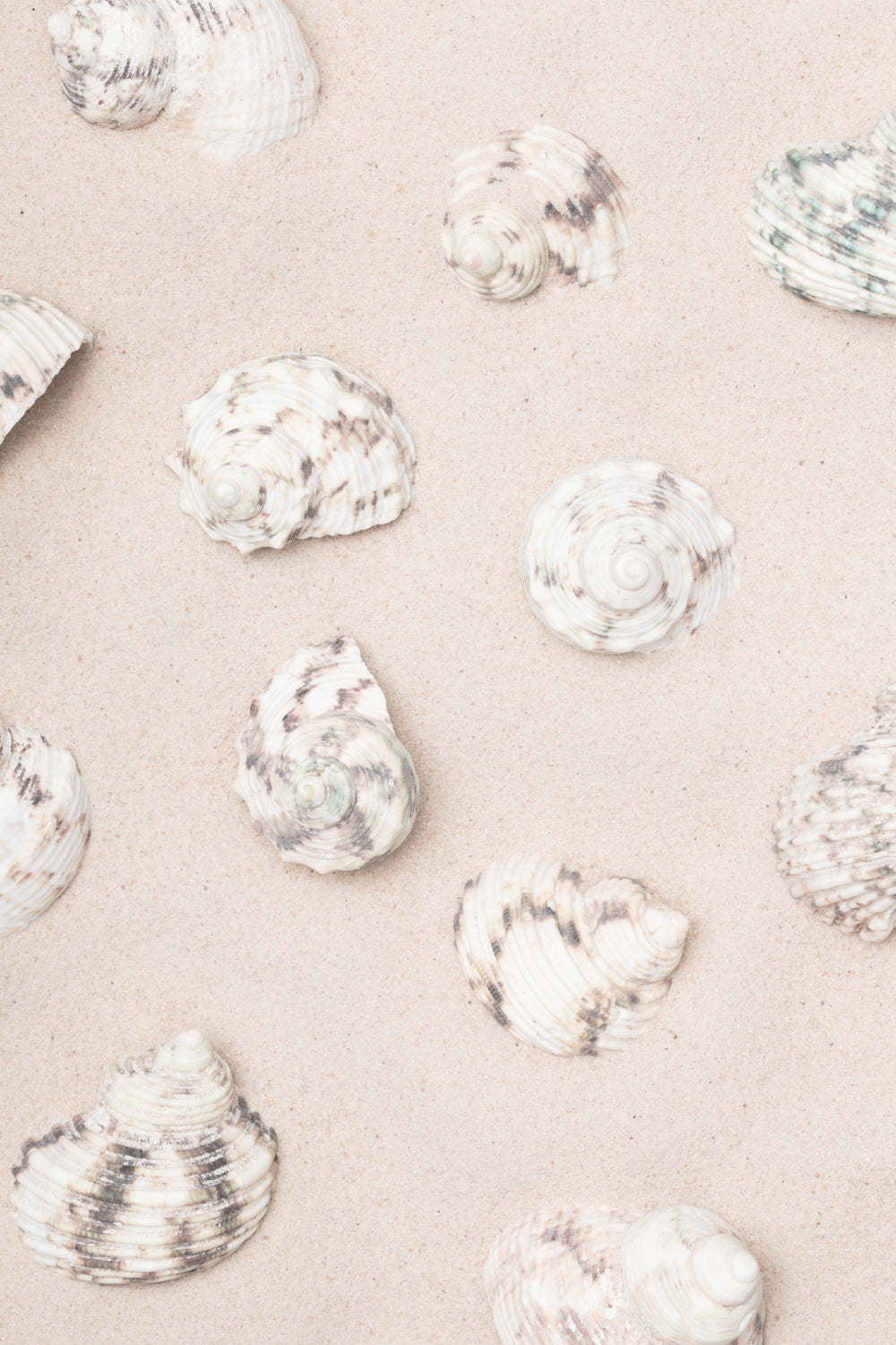 Shells_2 Poster och Canvastavla