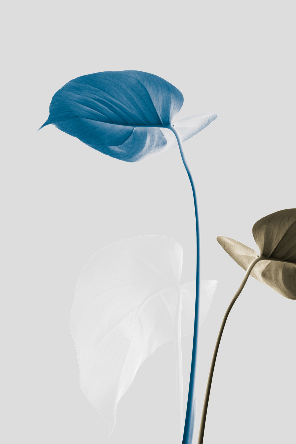 Monstera Creative 19 Poster och Canvastavla