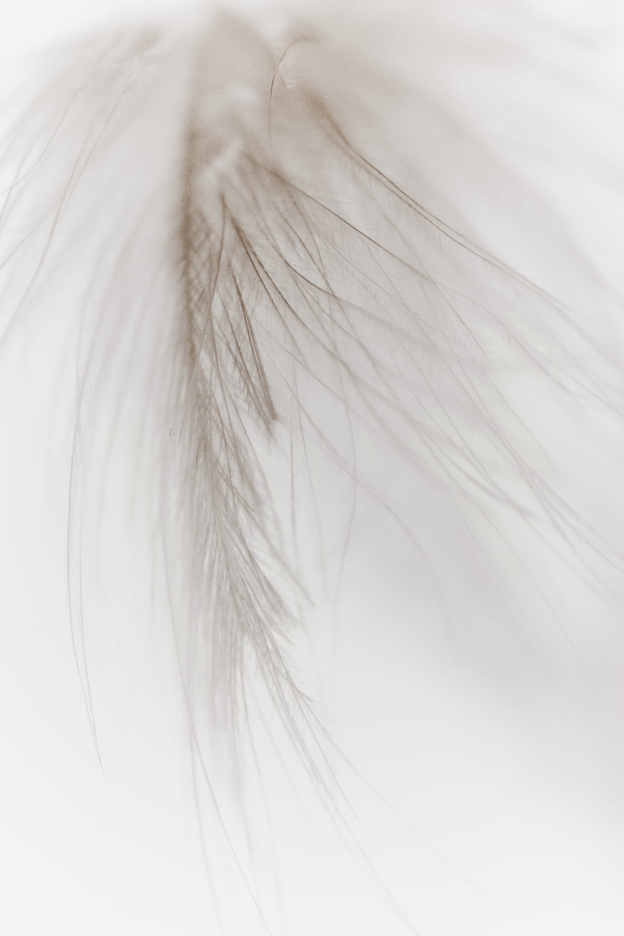 White Feather Poster och Canvastavla