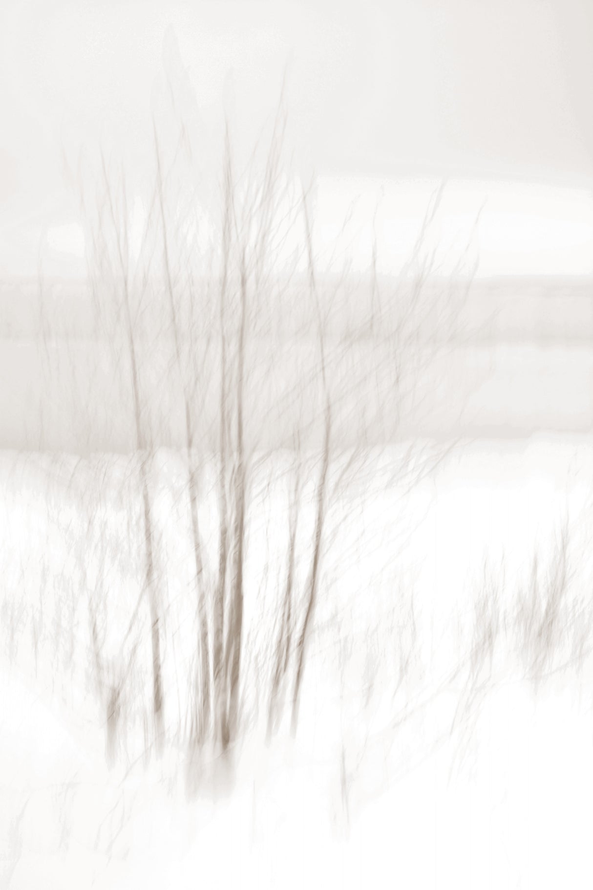 Winter White Poster och Canvastavla