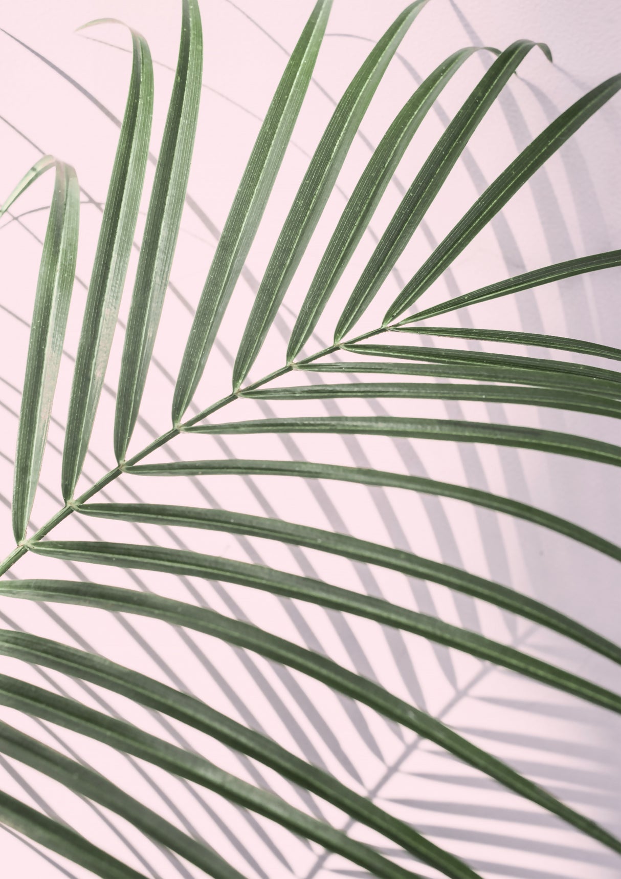 Palm Leaf Shadow Poster och Canvastavla