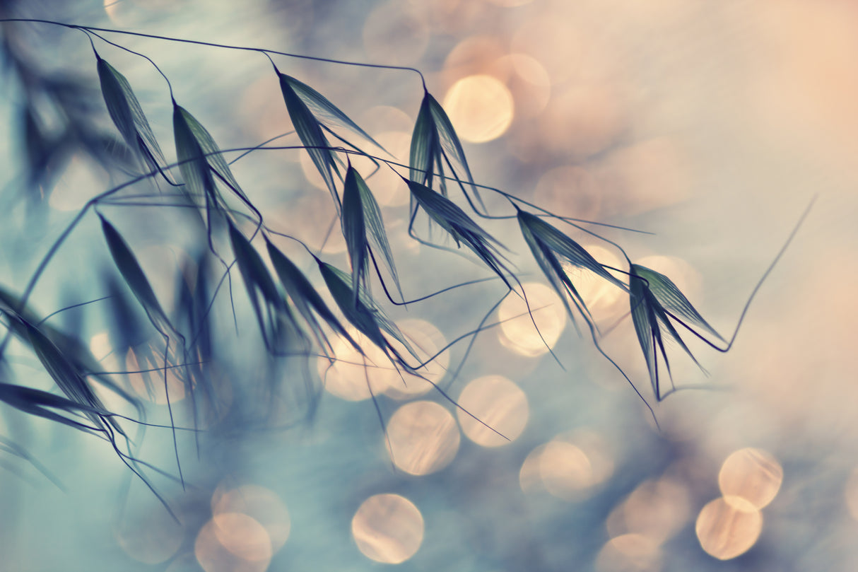 ...<<< Poster och Canvastavla