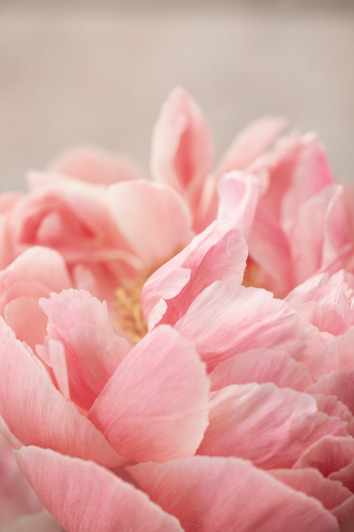 Peony 4 Poster och Canvastavla