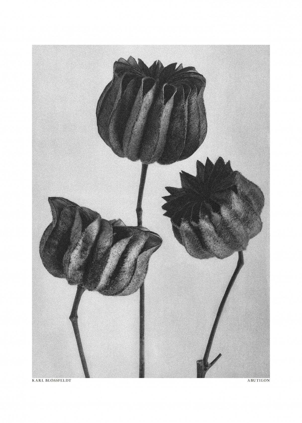 Abutilon (Lime Mallow Poster och Canvastavla