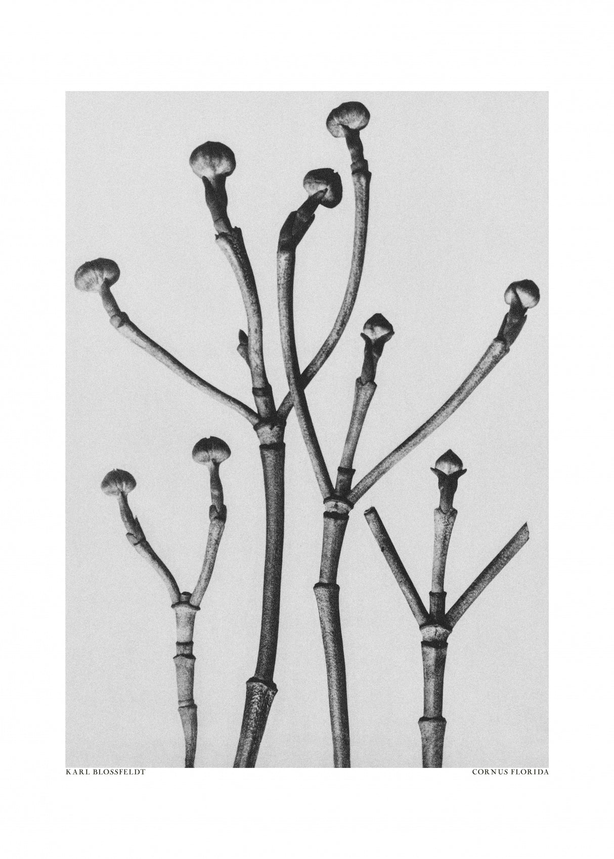 Cornus Florida Poster och Canvastavla