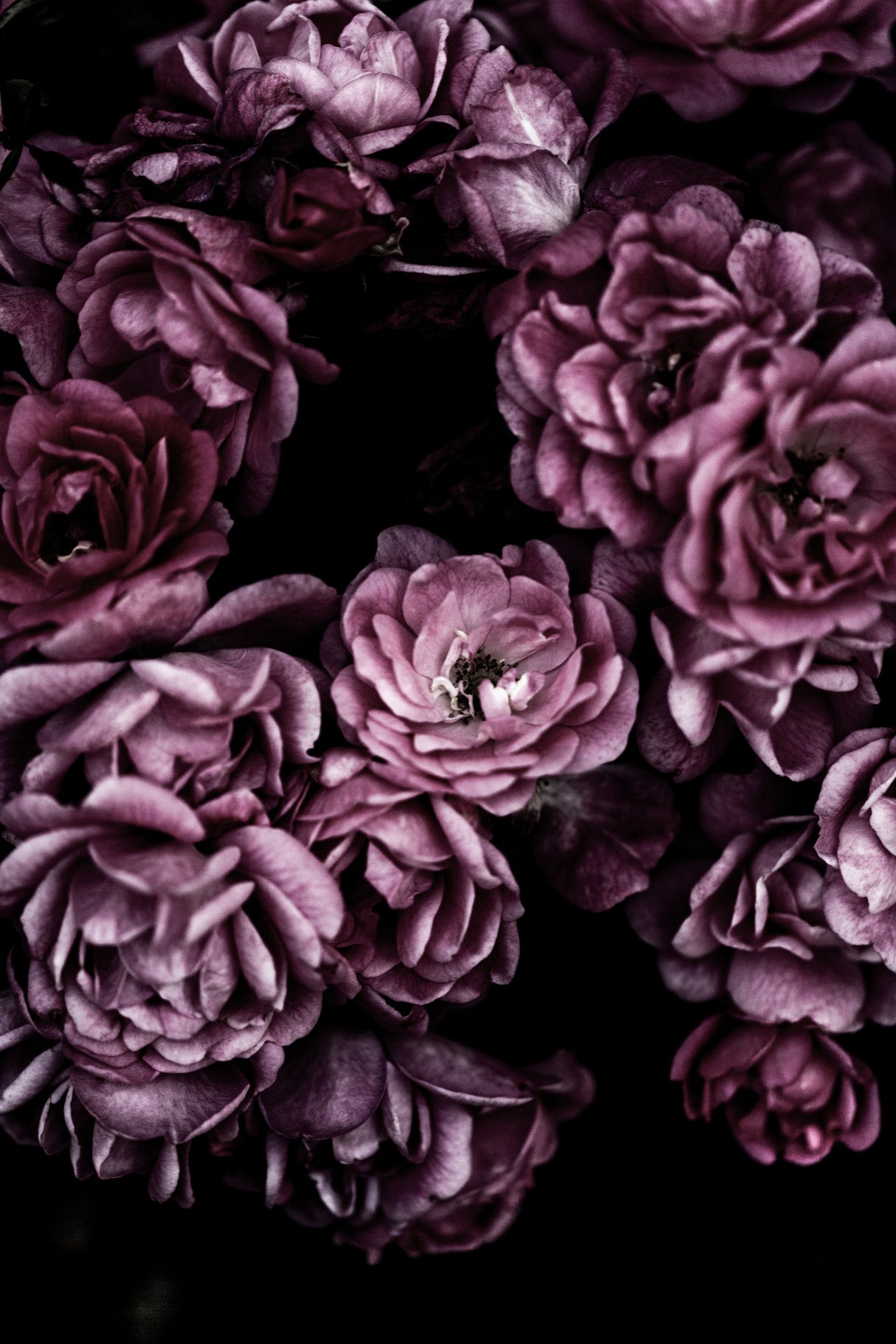 Wild Roses Poster och Canvastavla