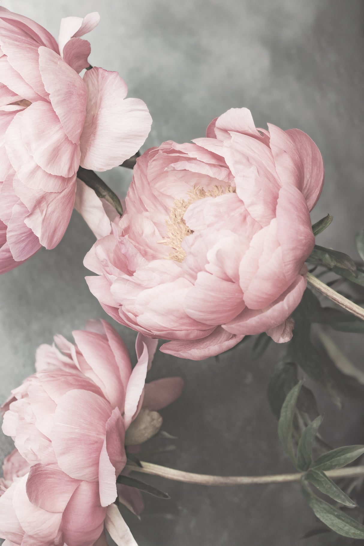 01643 Poster och Canvastavla