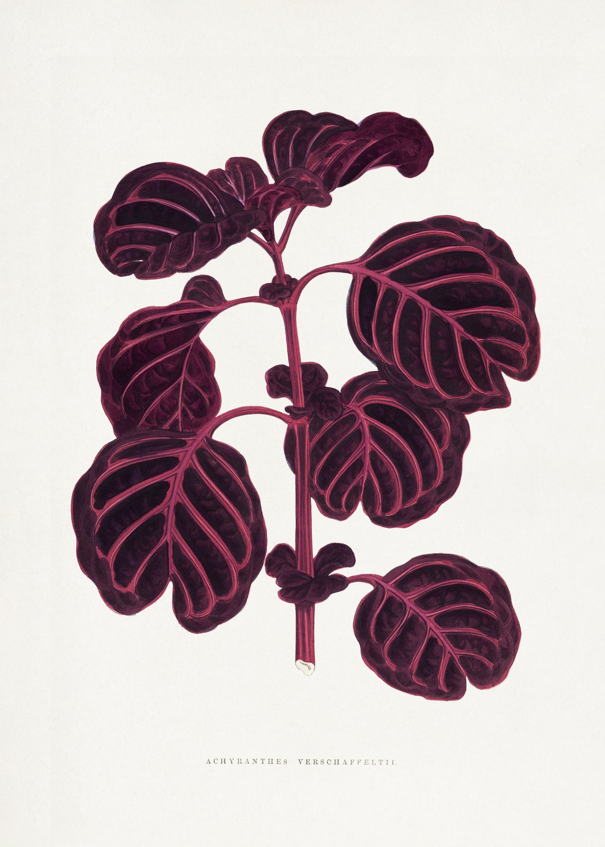 Pink Achyranthes Verschaffeltii Leaf Illustratio Poster och Canvastavla