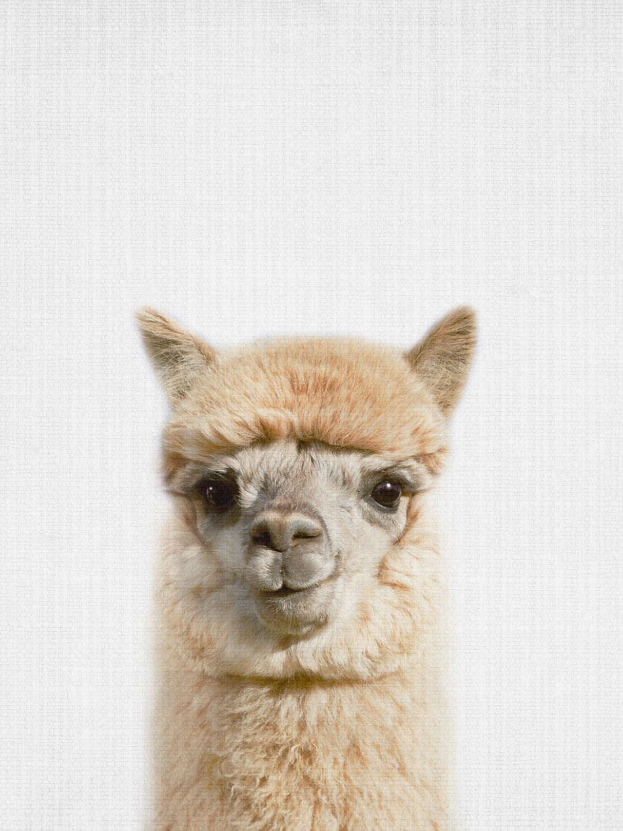 Peekaboo Alpaca Poster och Canvastavla
