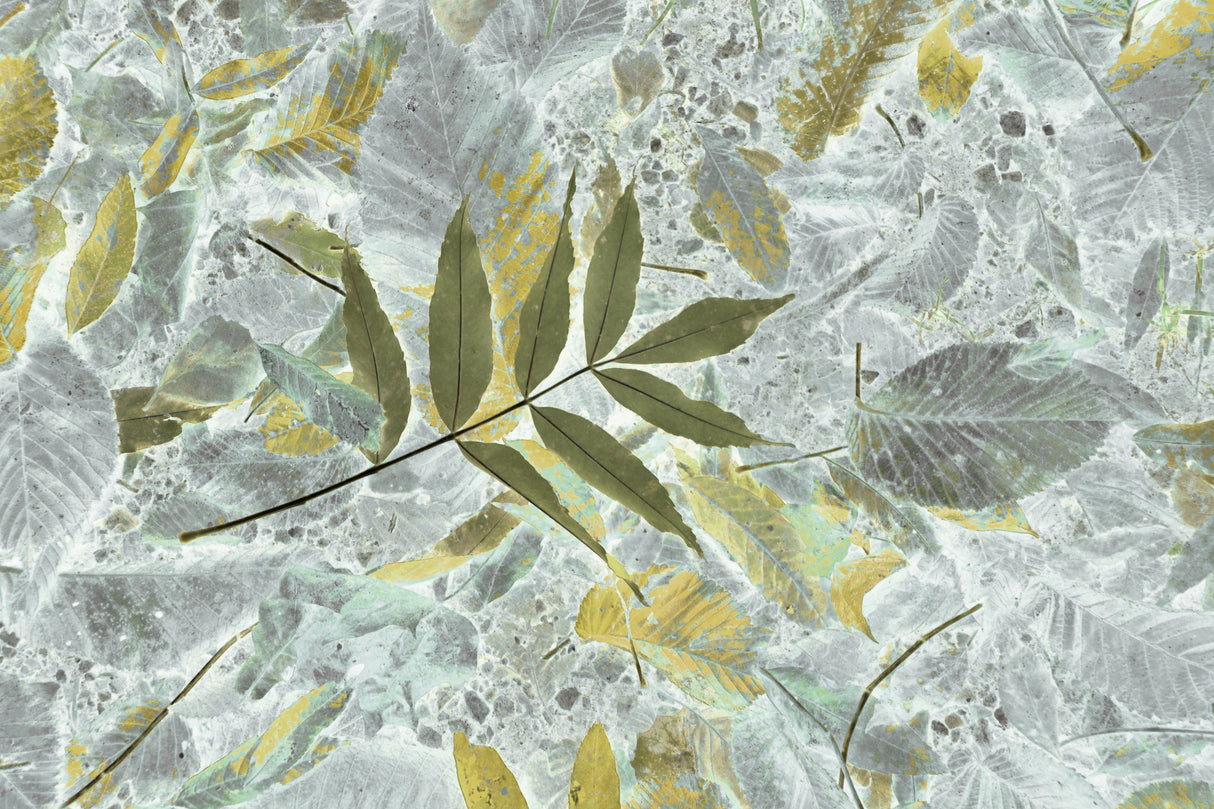 Leaf art Poster och Canvastavla