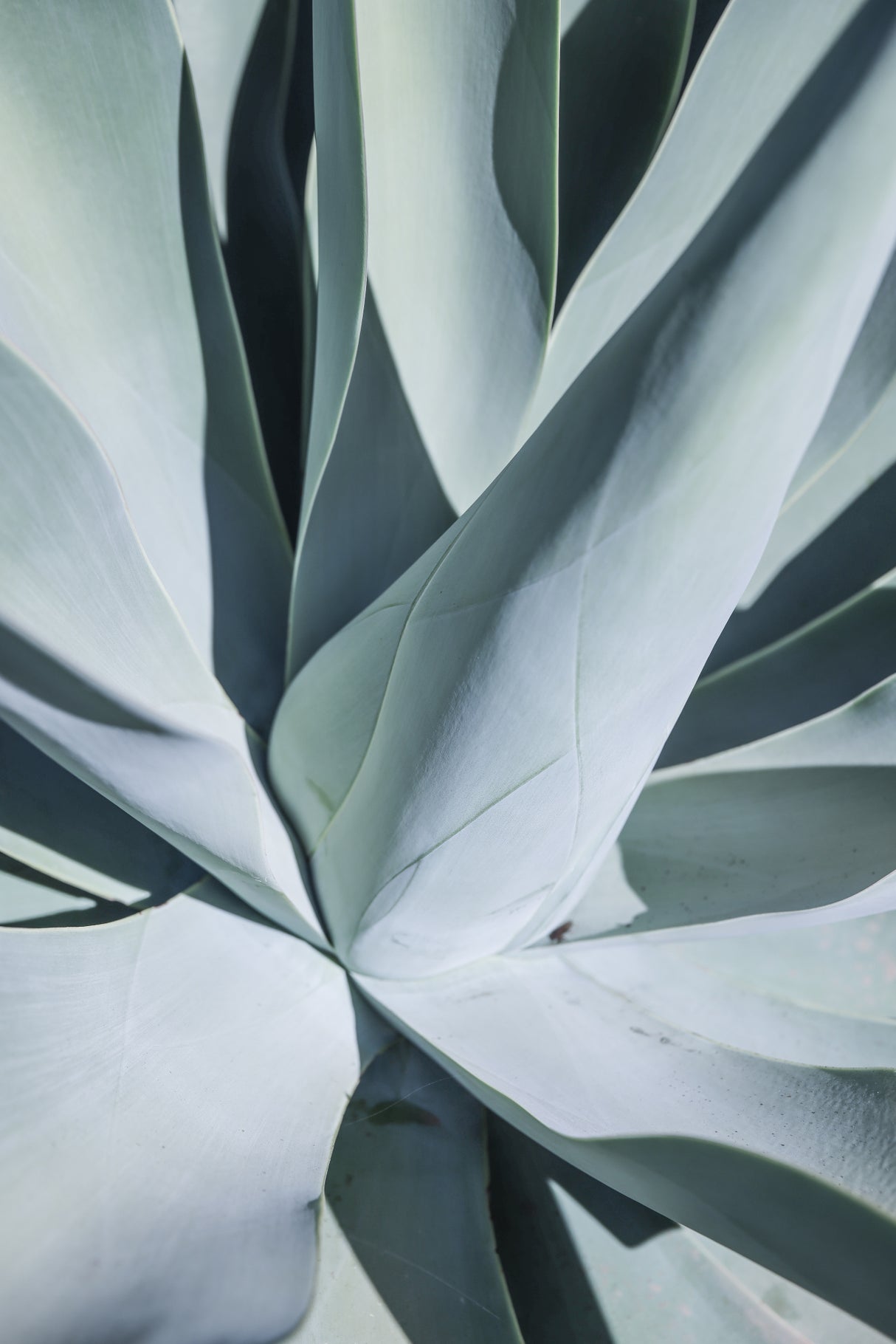 Aqua Cactus Poster och Canvastavla