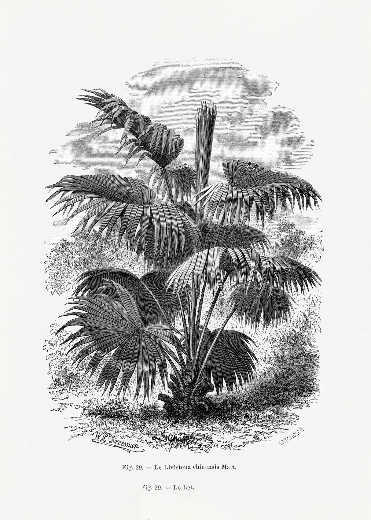 Vintage Palm Tree Drawing Xii Poster och Canvastavla