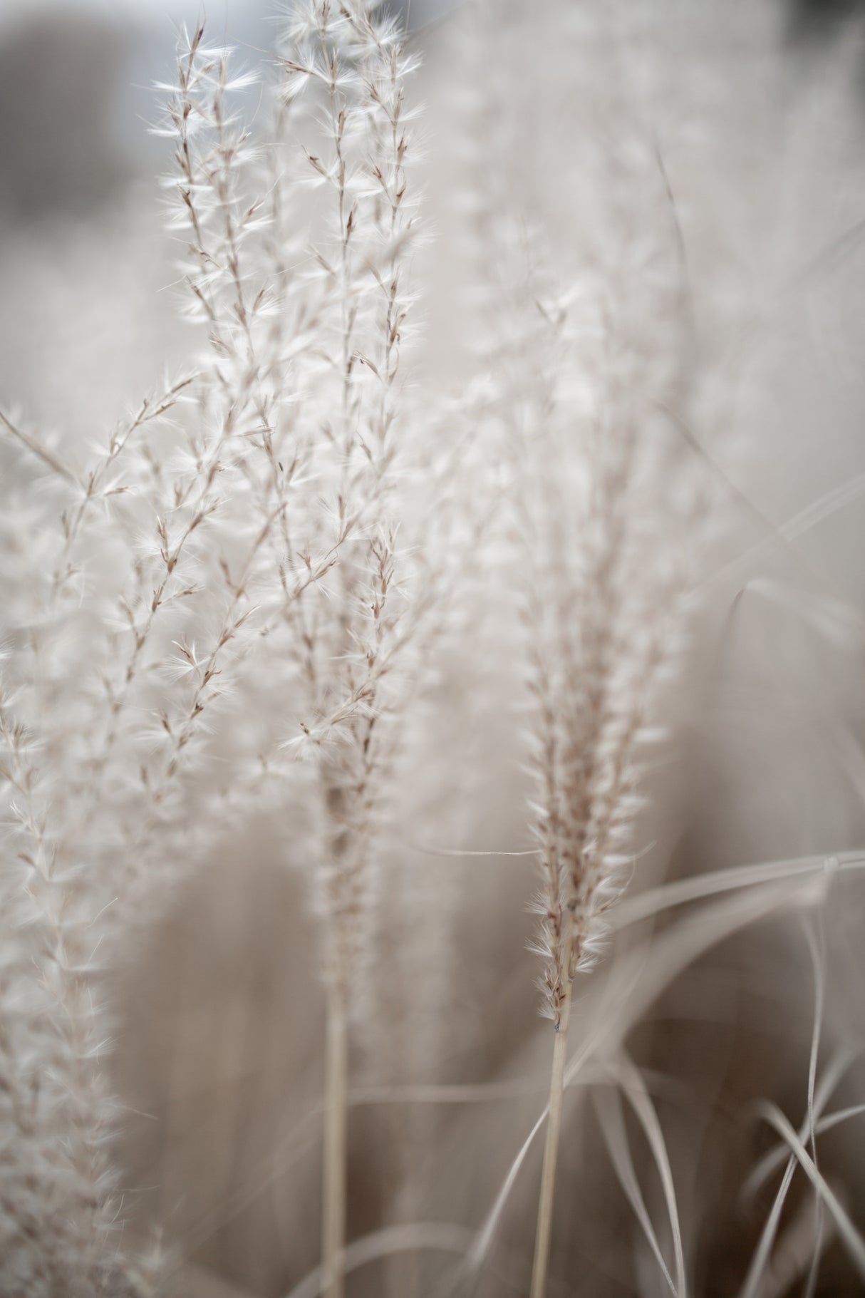 Grass 18 Poster och Canvastavla