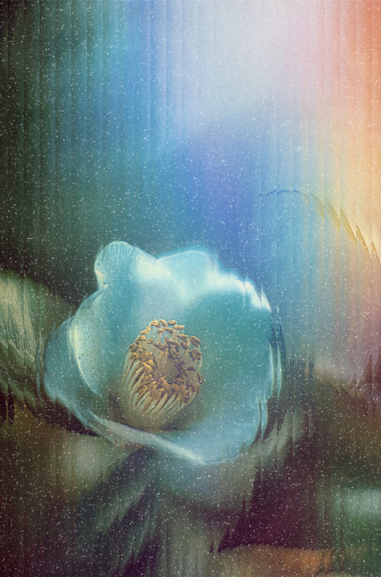 Stage REM ~Dreaming Camellia~ Poster och Canvastavla