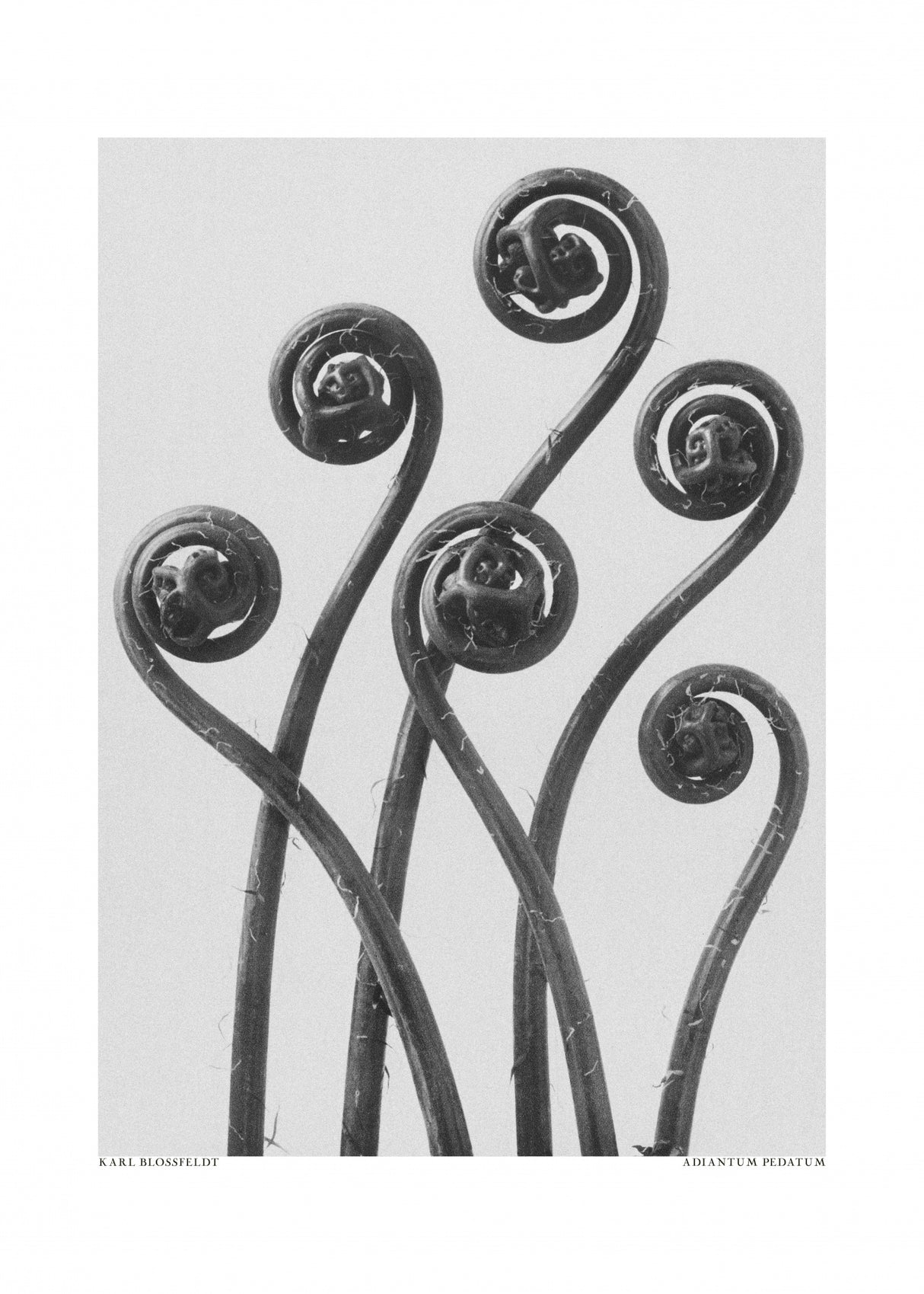 Adiantum pedatum Poster och Canvastavla