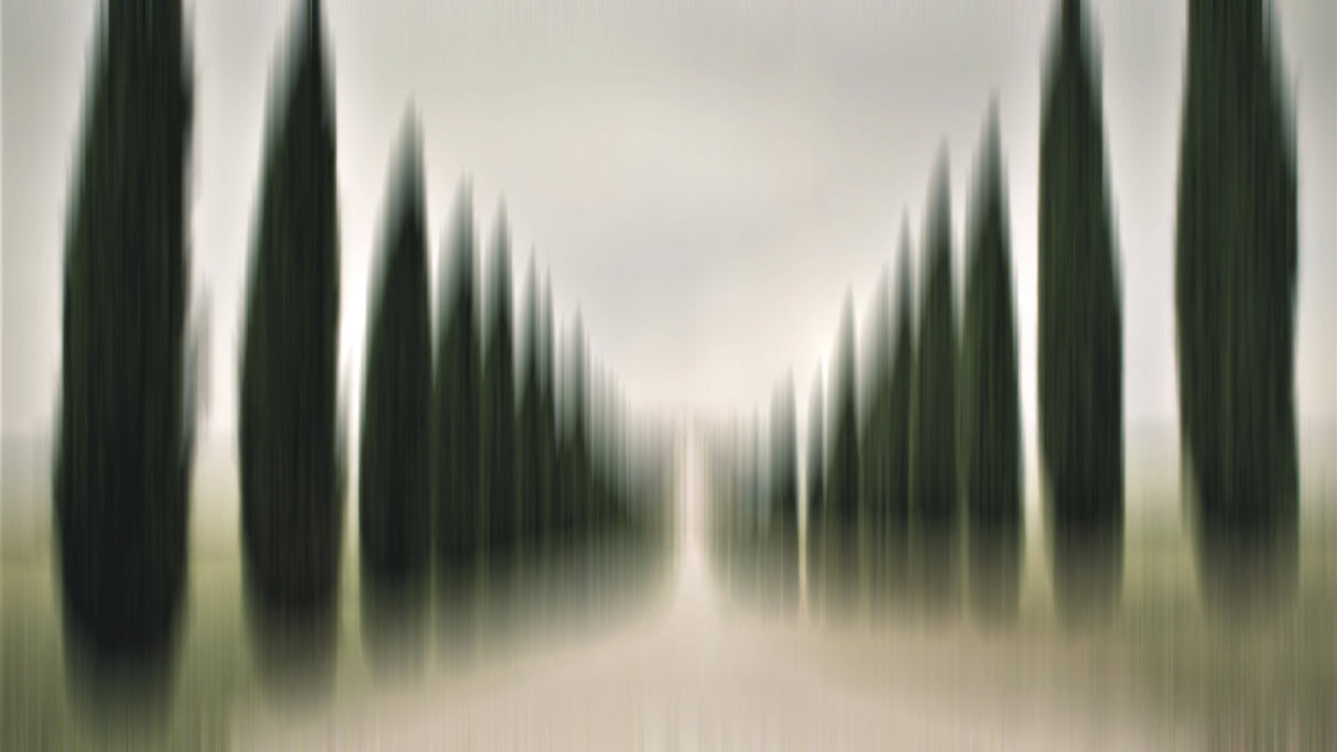 Tuscany cypresses Poster och Canvastavla