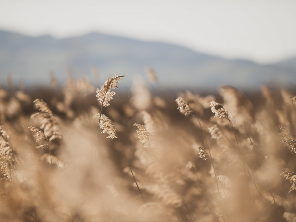 Marsh Grass No.11 Poster och Canvastavla
