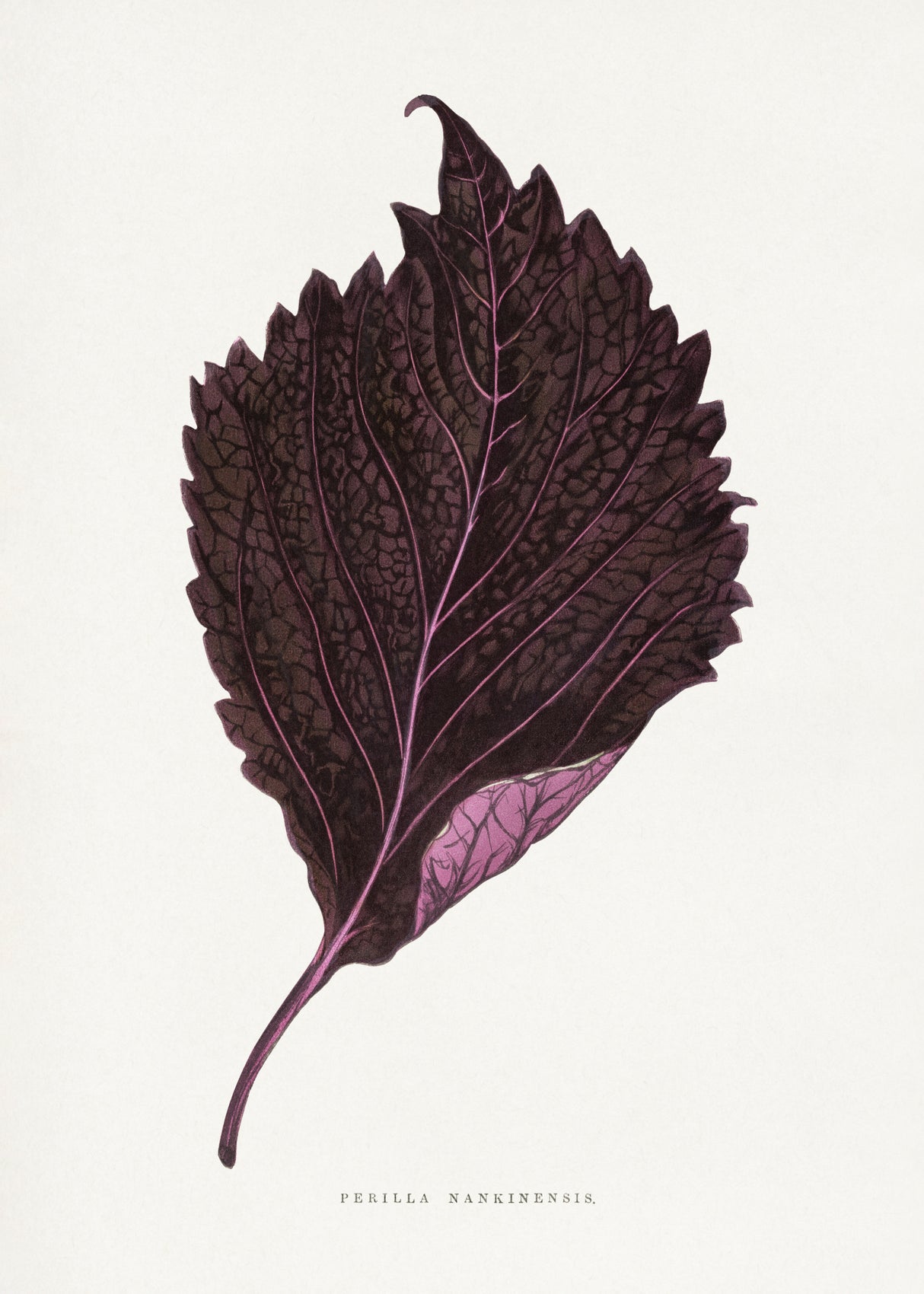 Pink Perilla Nankinensis Leaf Illustration Poster och Canvastavla