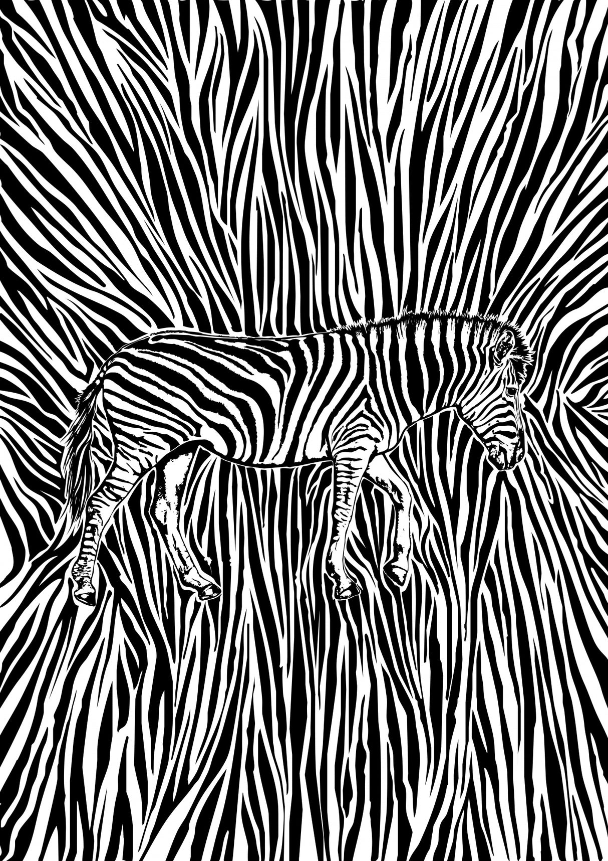 African Zebra striking camouflage Poster och Canvastavla