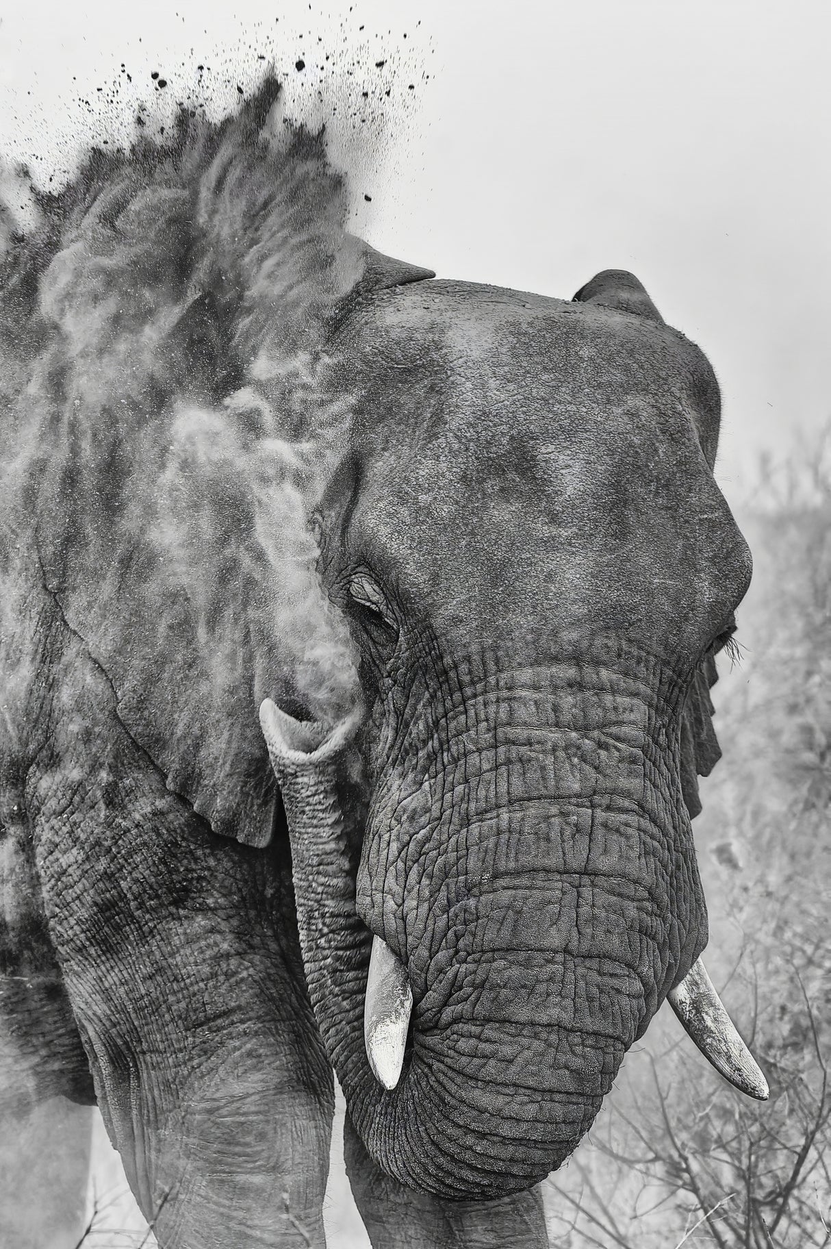 Dust bath Poster och Canvastavla