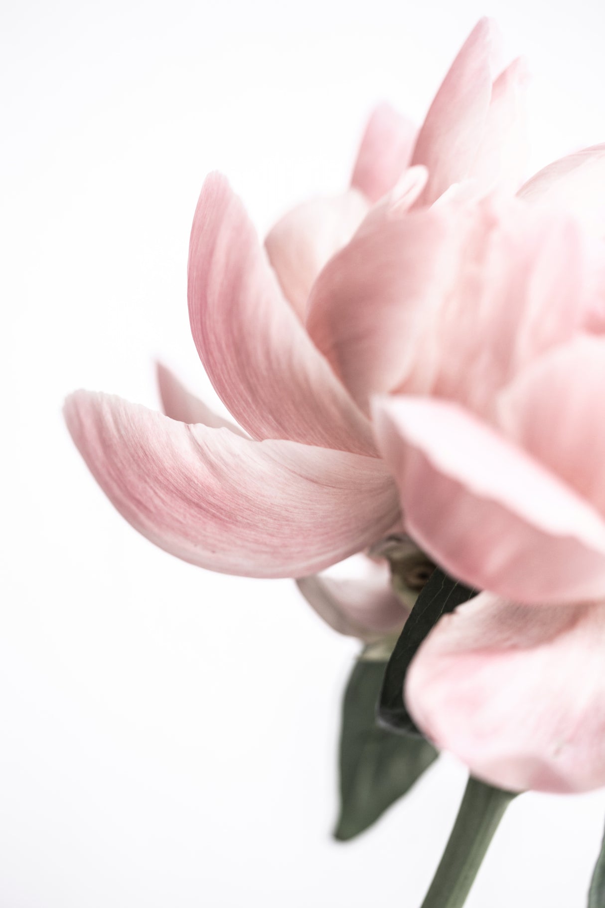 Peony 2 Poster och Canvastavla