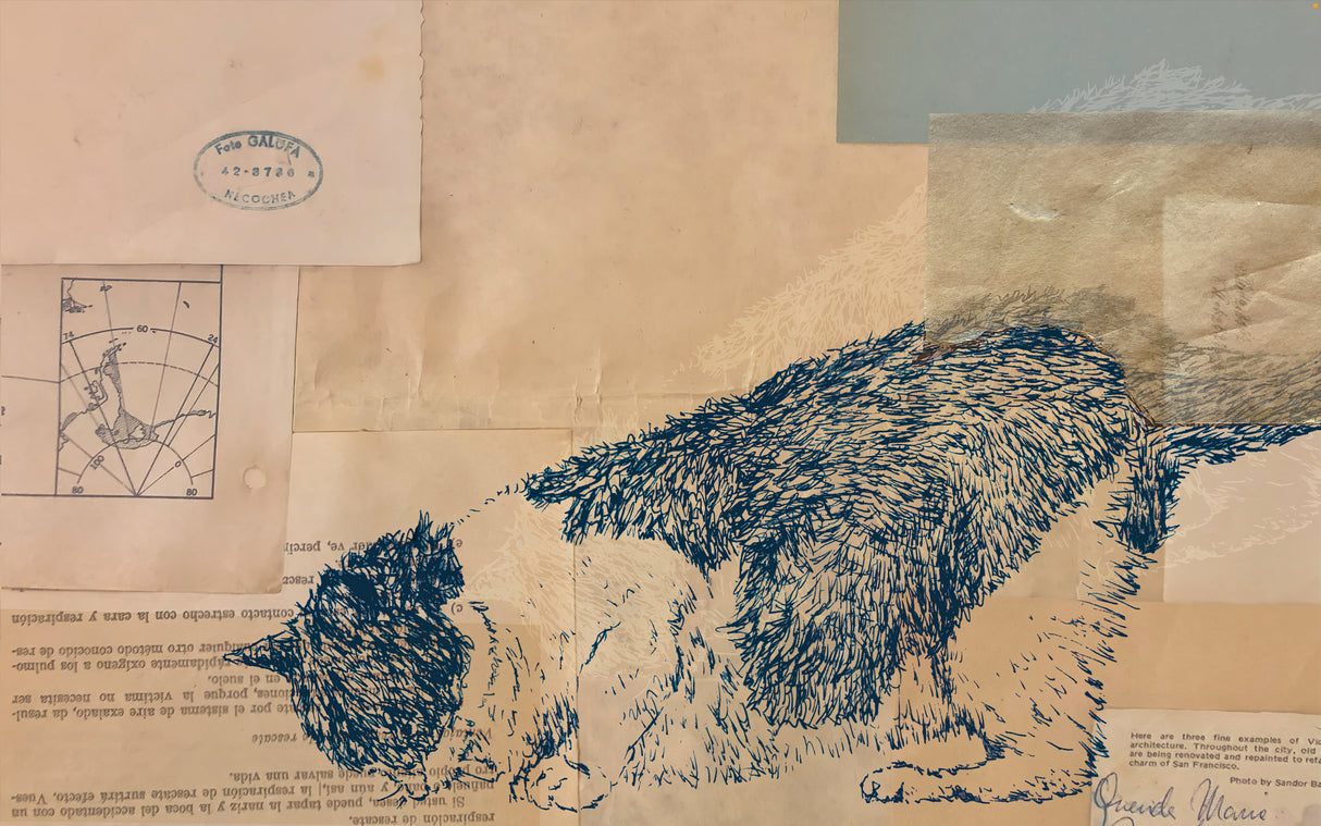 Jumping Cat Poster och Canvastavla