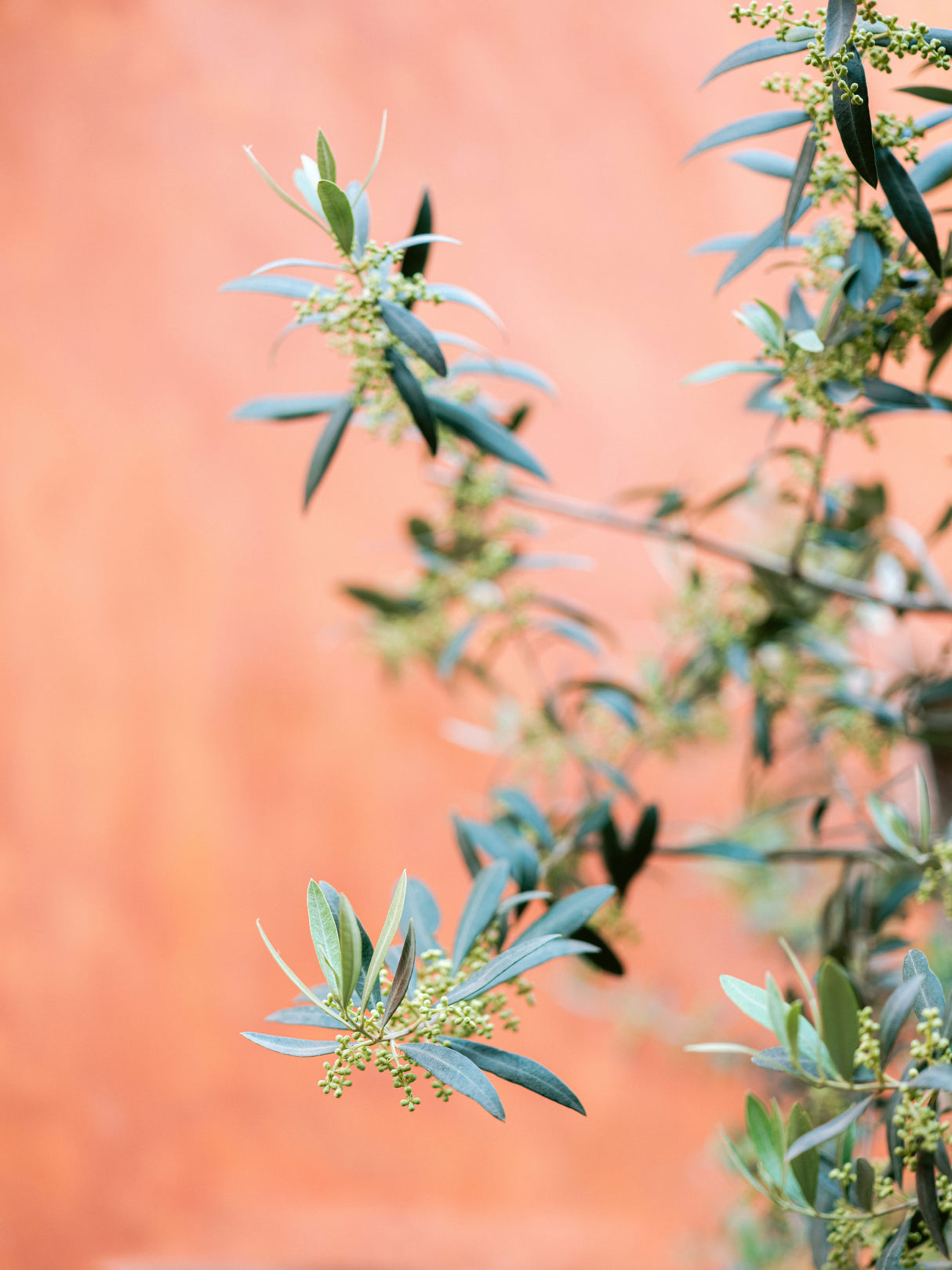Green and coral Poster och Canvastavla