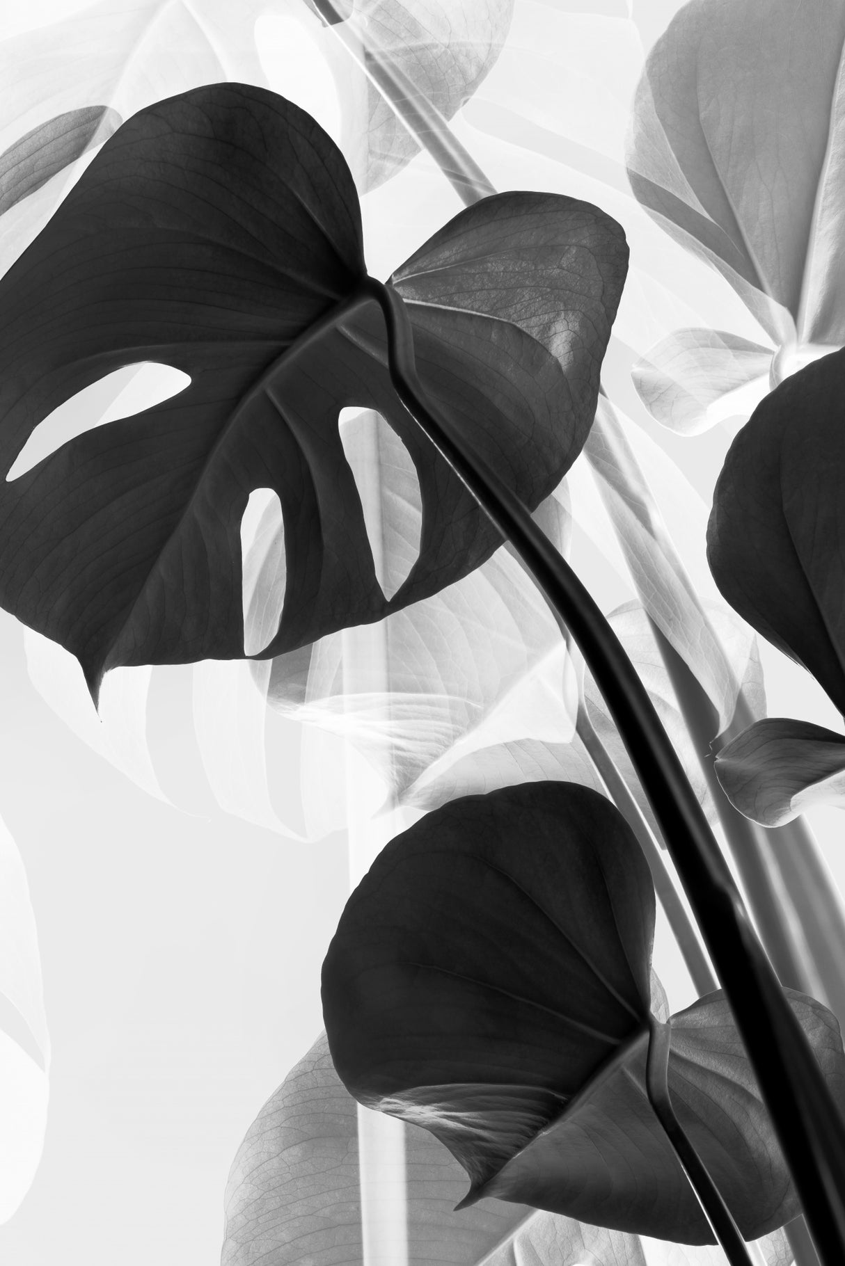 Monstera B&w Poster och Canvastavla