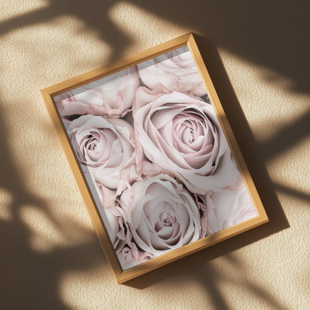 Pink Roses No 01 Poster och Canvastavla