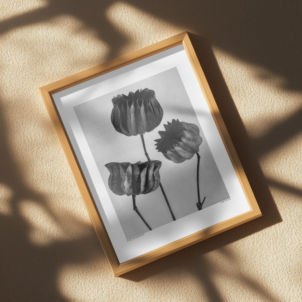 Abutilon (Lime Mallow Poster och Canvastavla