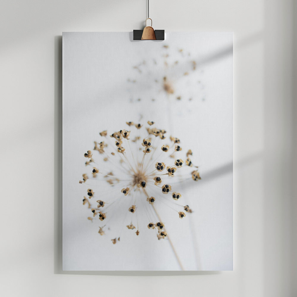 Dried Flower_2_natural Poster och Canvastavla