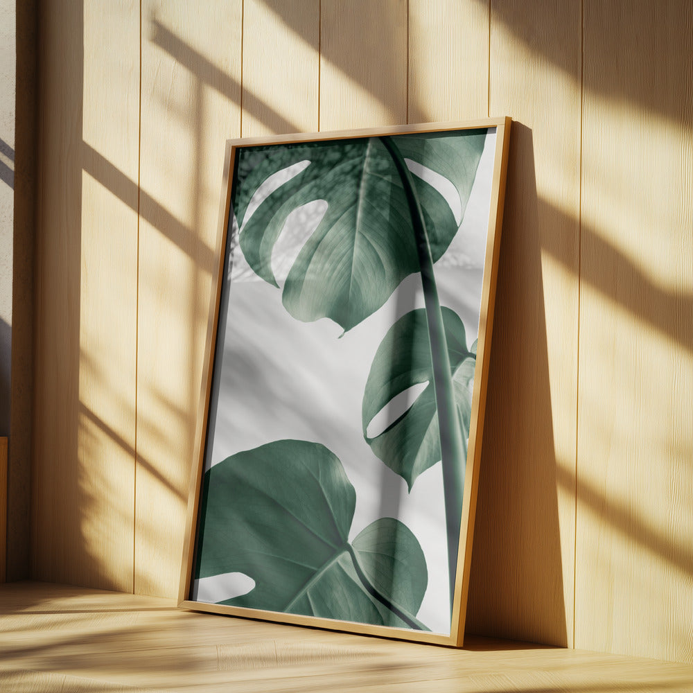 Monstera Natural 37 Poster och Canvastavla