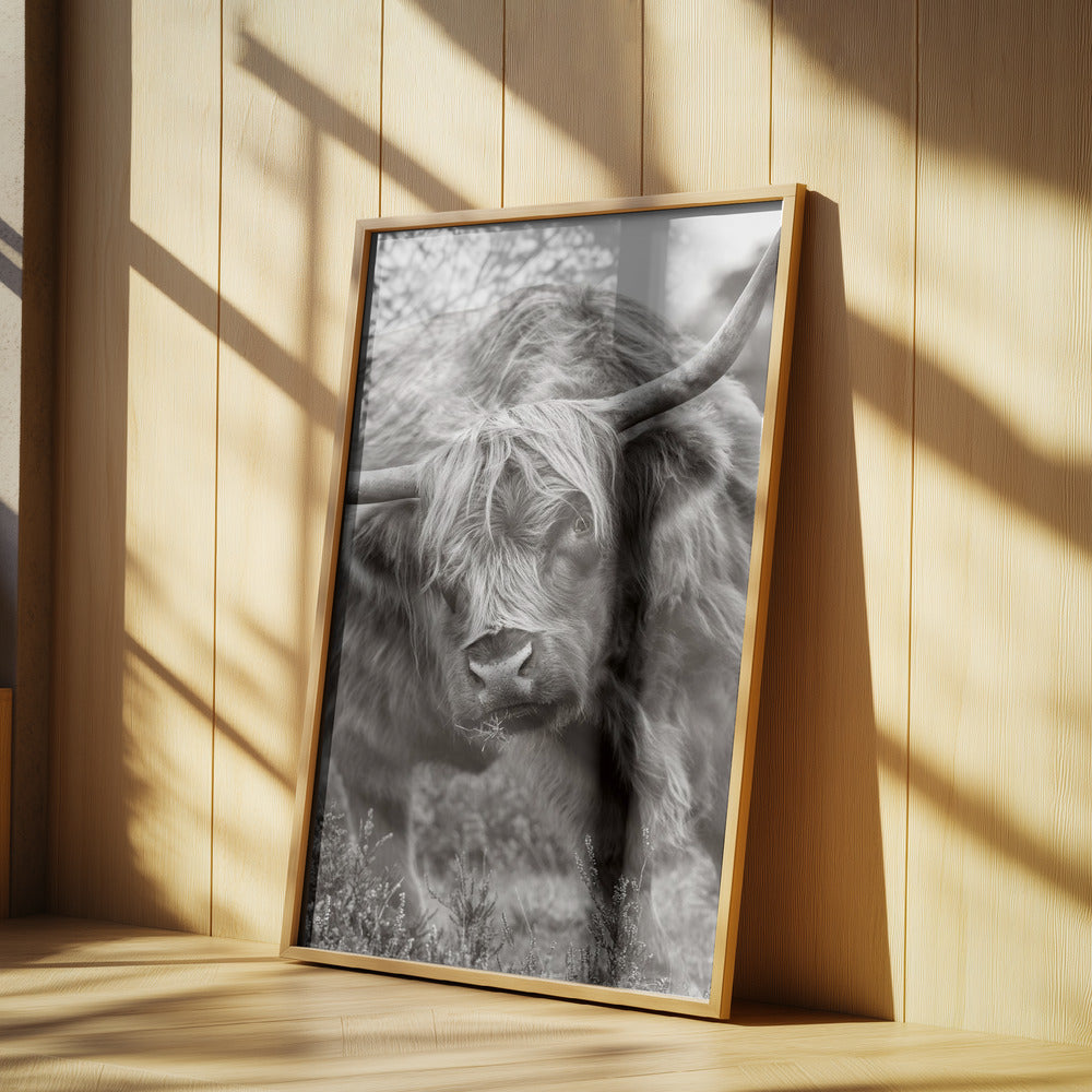 The Bull Poster och Canvastavla