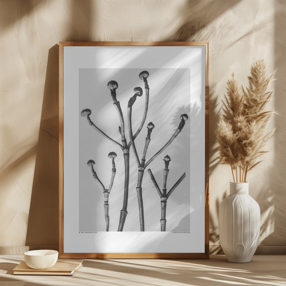 Cornus Florida Poster och Canvastavla