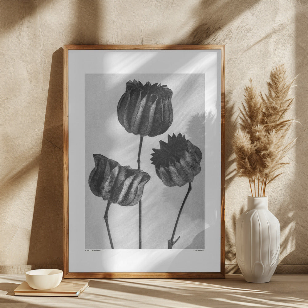 Abutilon (Lime Mallow Poster och Canvastavla