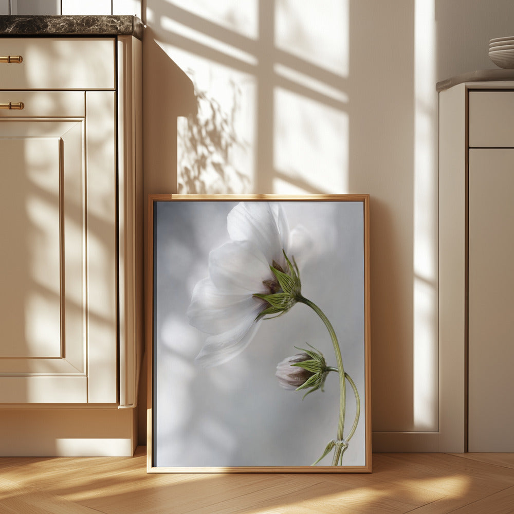 Heavenly Cosmos Poster och Canvastavla