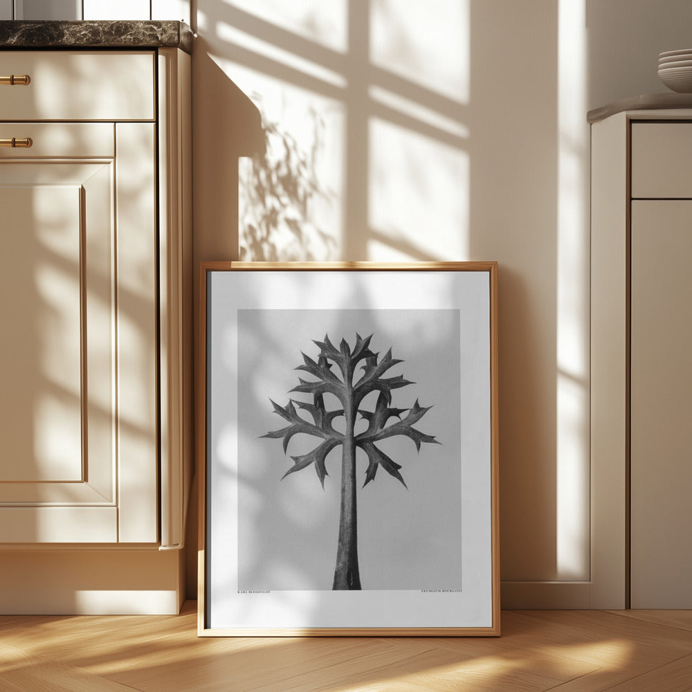 Eryngium Bourgatii Poster och Canvastavla