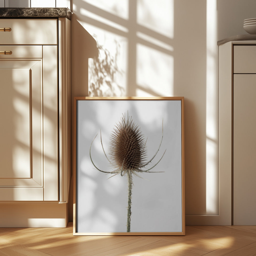 Dried_004 Poster och Canvastavla