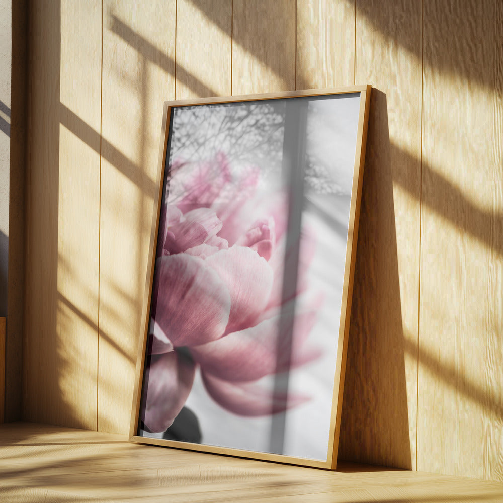 Peony 1 Poster och Canvastavla