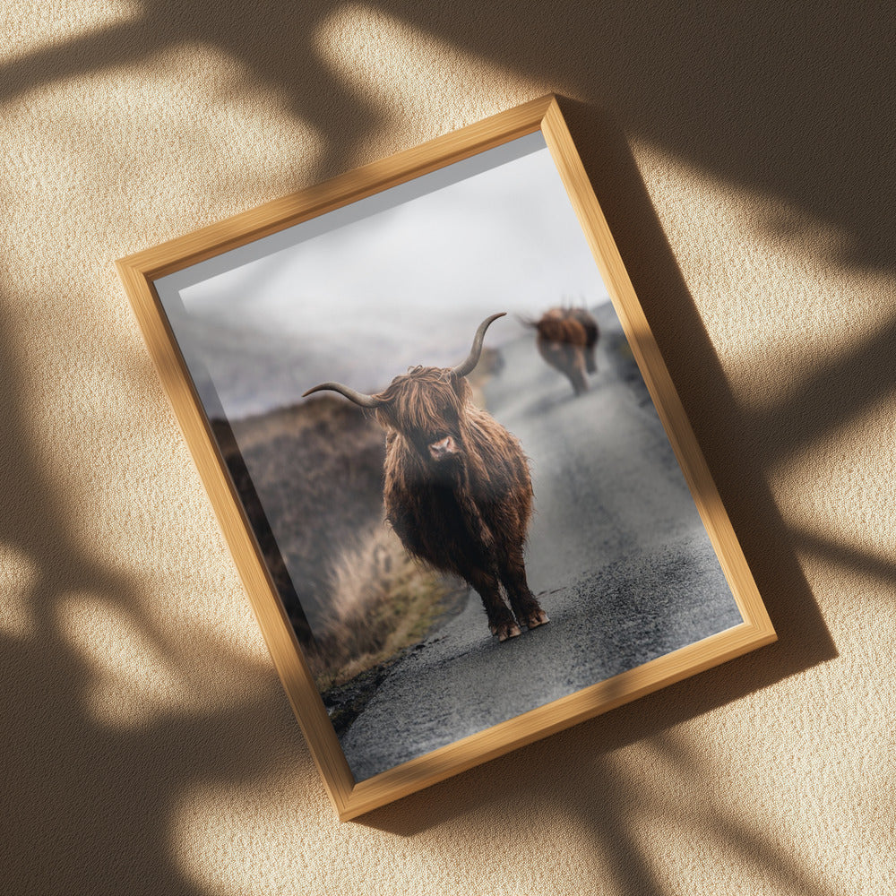 Cow Poster och Canvastavla