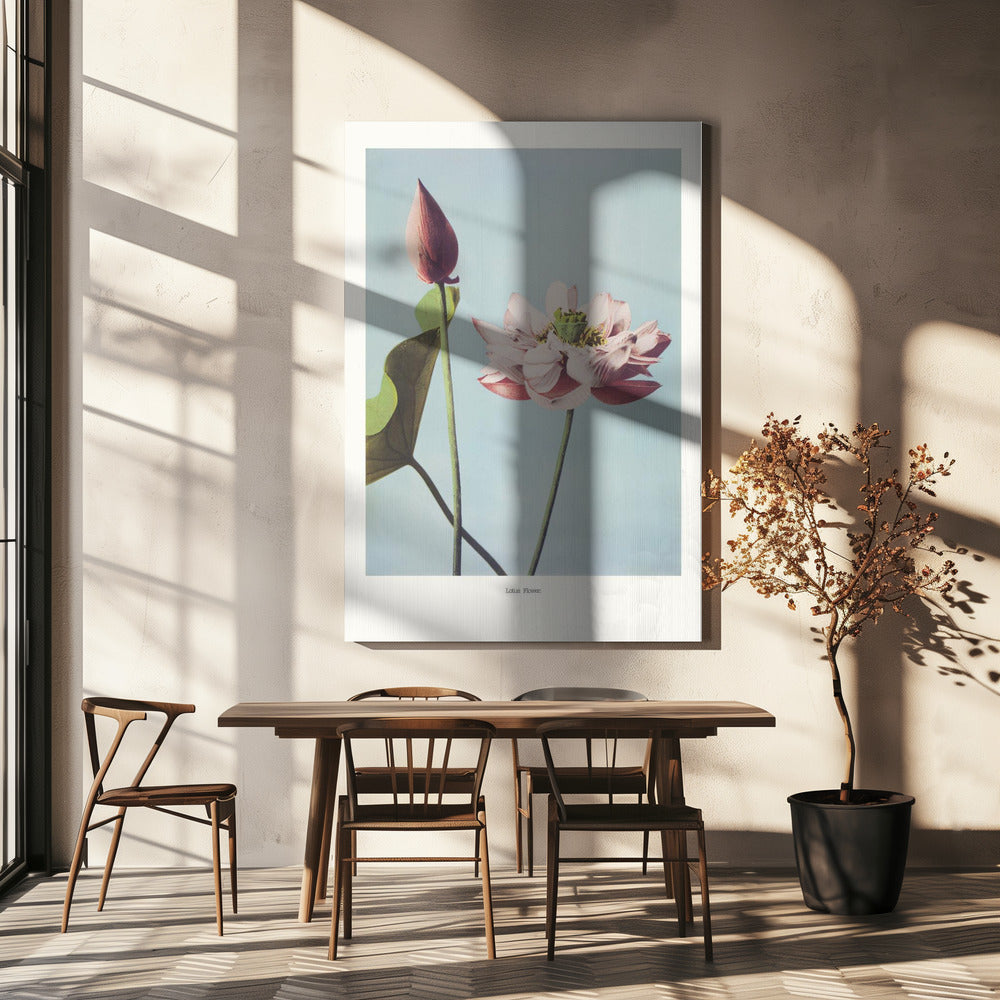 Lotus Flowers Poster och Canvastavla