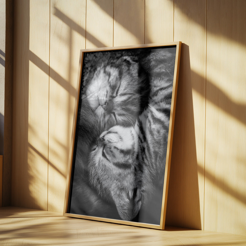 Yin and Yang Poster och Canvastavla