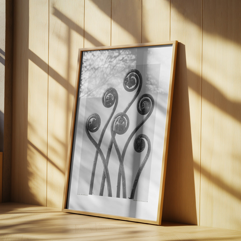 Adiantum pedatum Poster och Canvastavla