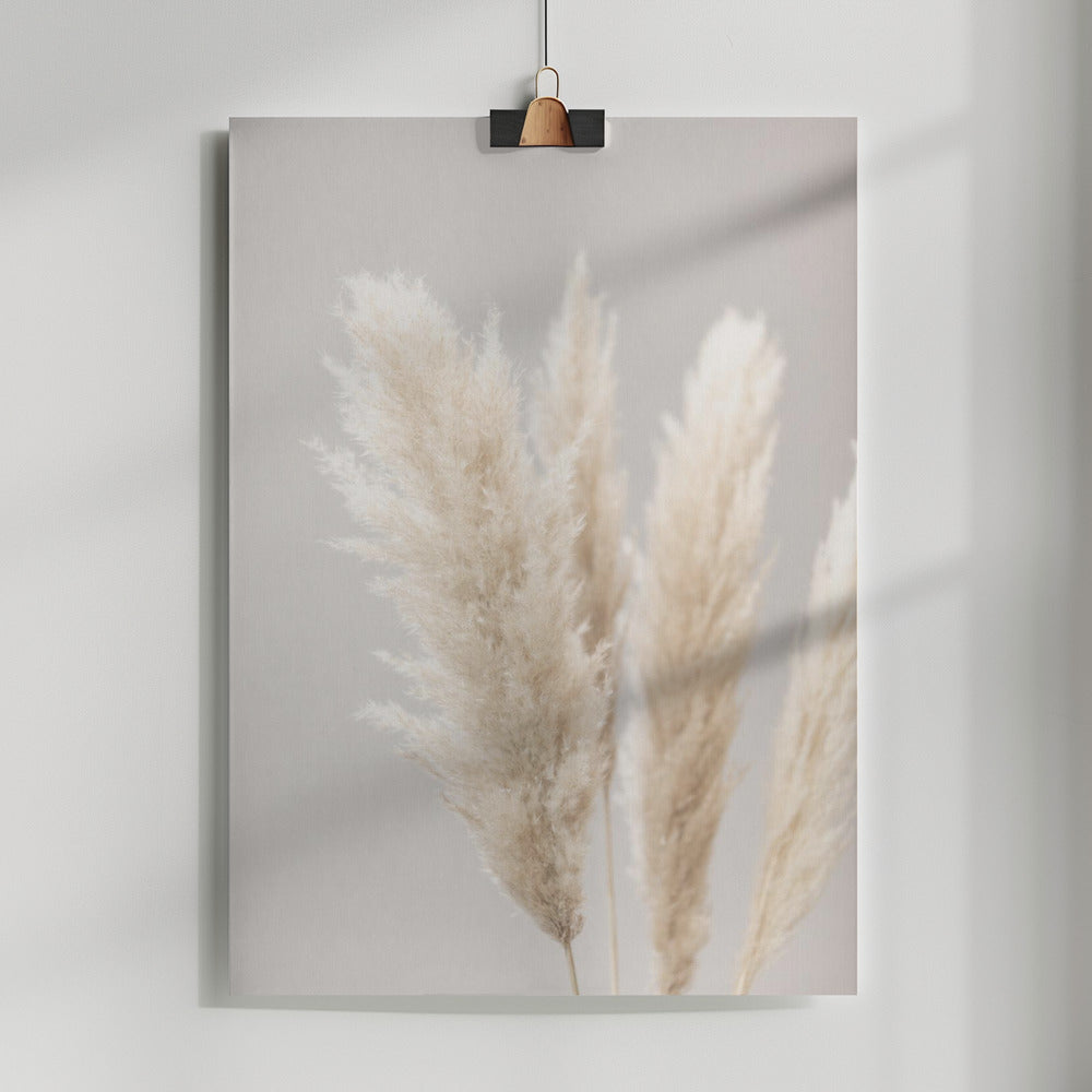 Pampas Grass Grey 02 Poster och Canvastavla