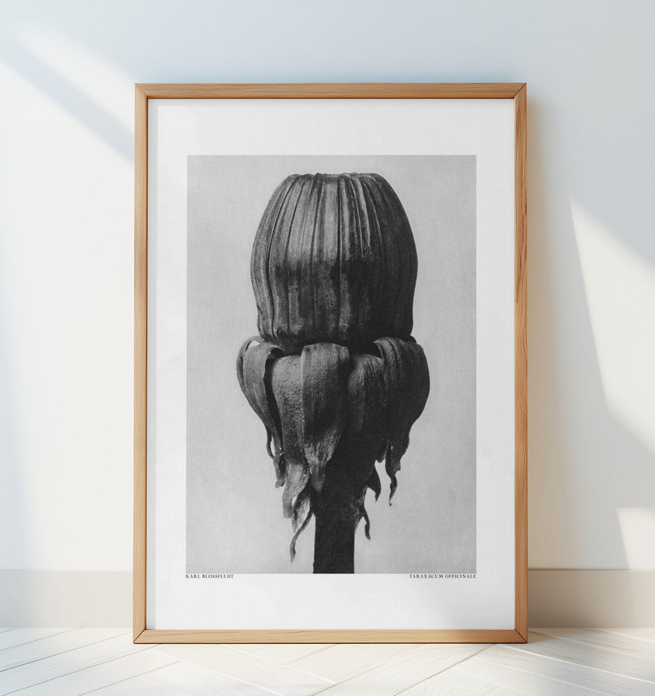 Taraxacum Officinale Poster och Canvastavla
