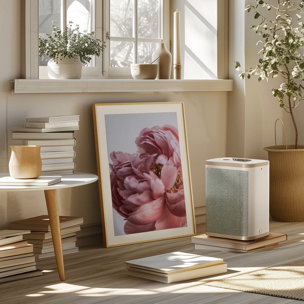 Peony Poster och Canvastavla
