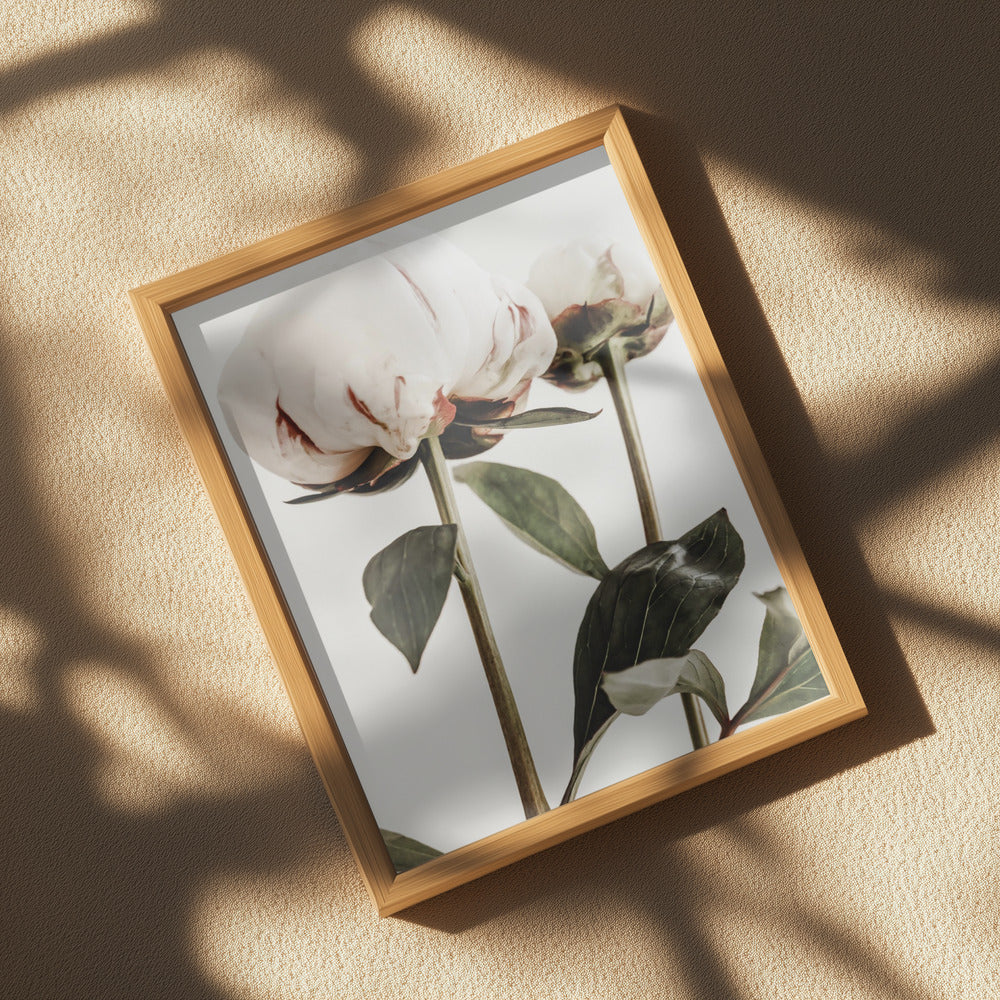 Peony 24 Poster och Canvastavla