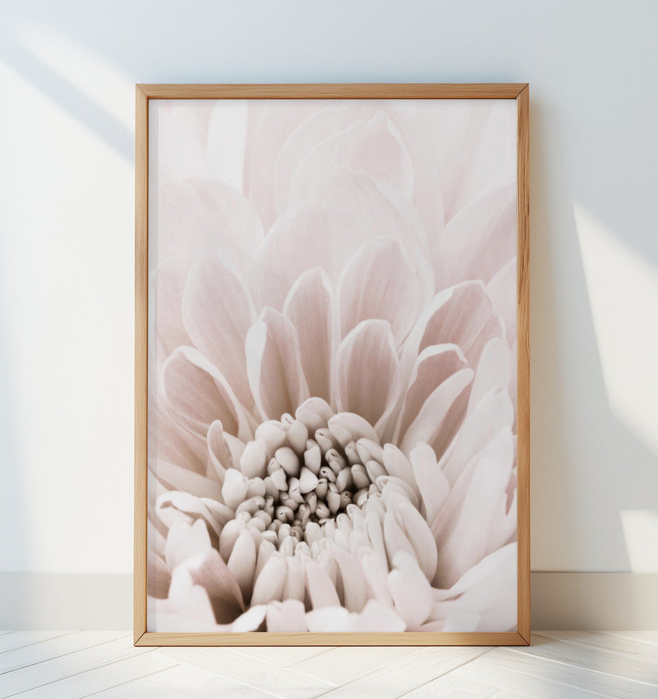 Chrysanthemum No 06 Poster och Canvastavla