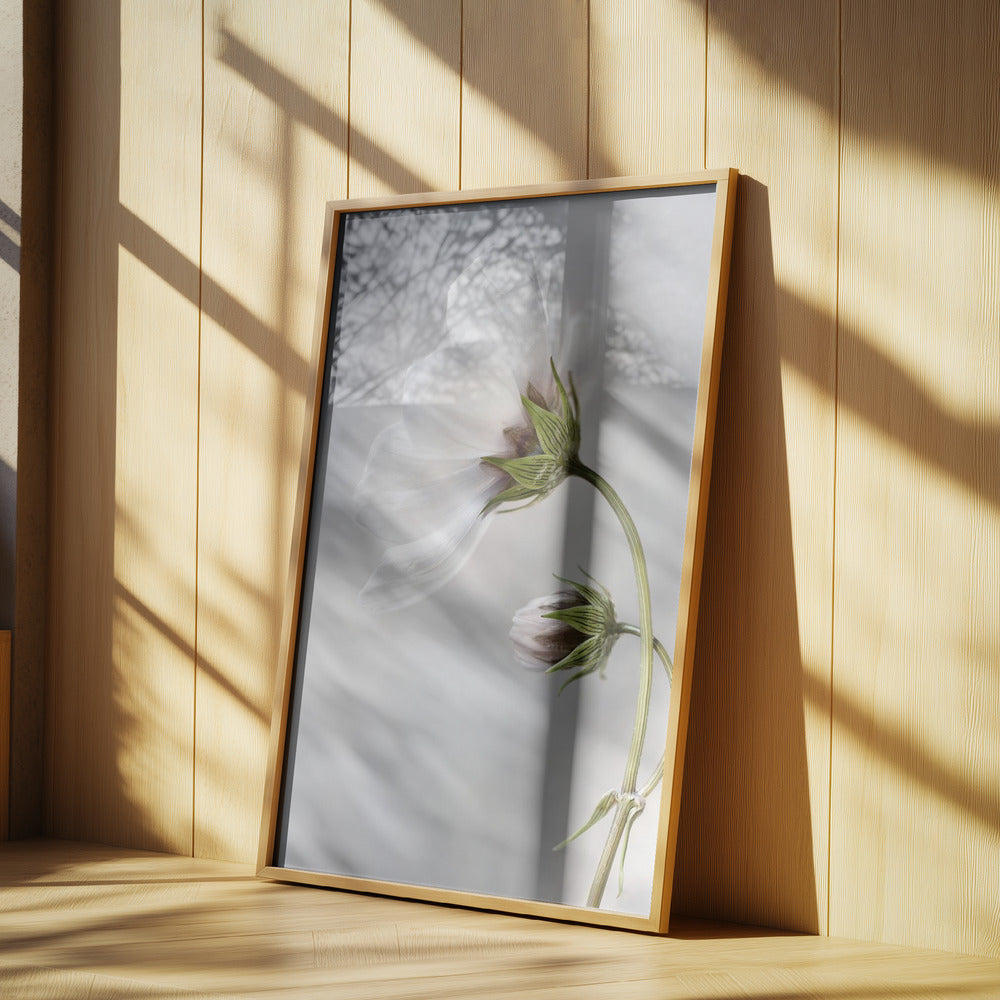 Heavenly Cosmos Poster och Canvastavla